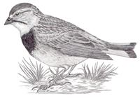 pencil drawing of McGown's Longspur