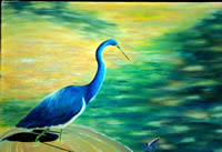 Tri-colored heron fishing